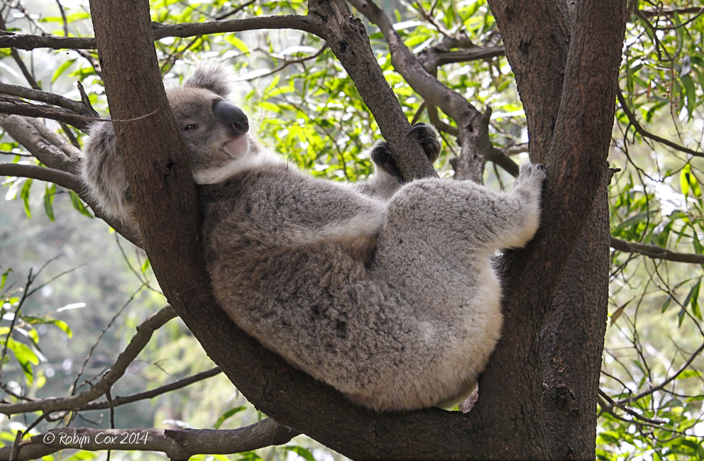 Koala